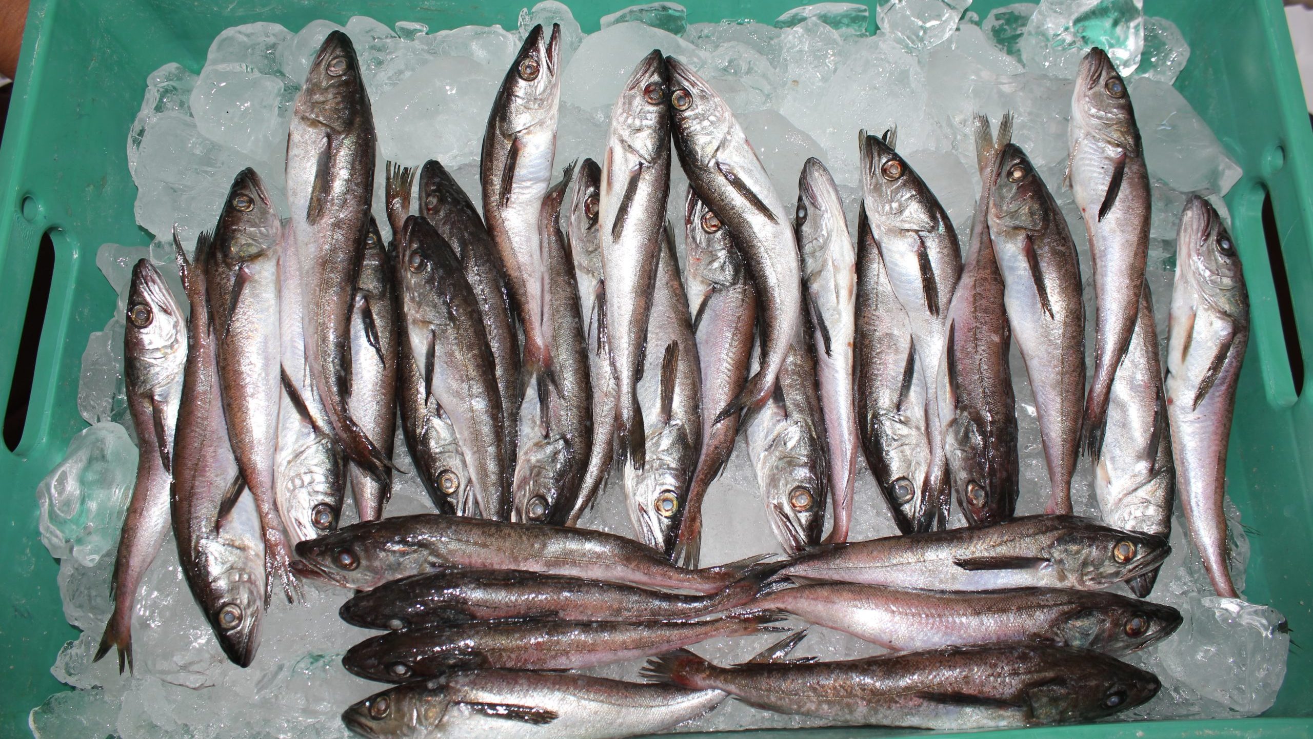 Merluza