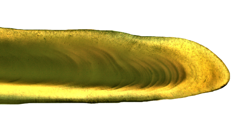 Otolito merluza 2
