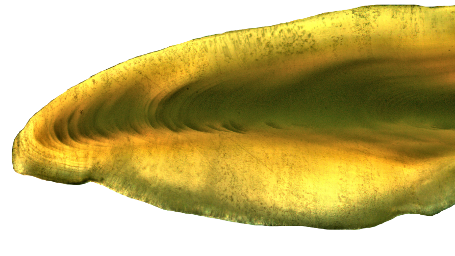 Otolito merluza